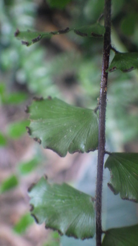 Adiantum madagascariense image