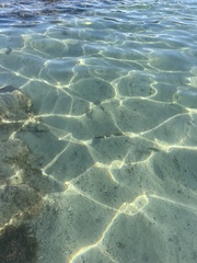 Abudefduf troschelii