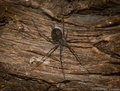 Tamopsis fickerti