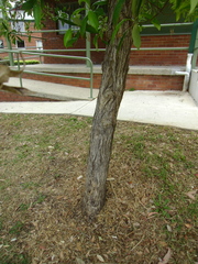 Tristaniopsis laurina