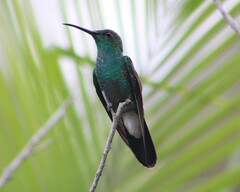 Chalybura buffonii
