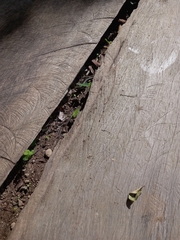 Pholidobolus vertebralis