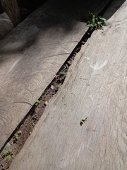 Pholidobolus vertebralis