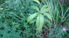 Lilium martagon pilosiusculum