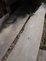 Pholidobolus vertebralis