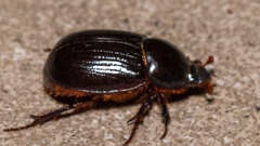 Heteronychus arator
