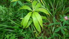 Lilium martagon pilosiusculum