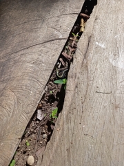 Pholidobolus vertebralis