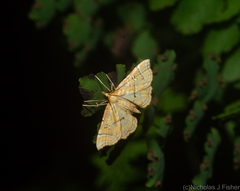 Musotima ochropteralis