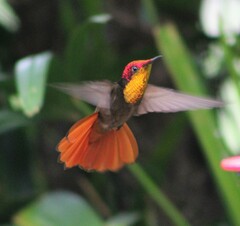 Chrysolampis mosquitus