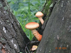 Pholiota squarrosa