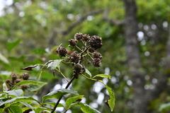 Eleutherococcus sessiliflorus