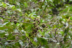 Eleutherococcus sessiliflorus