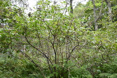 Eleutherococcus sessiliflorus