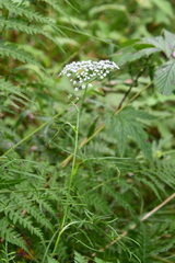 Ostericum maximowiczii