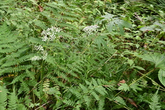 Ostericum maximowiczii