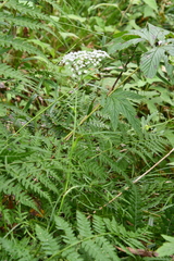 Ostericum maximowiczii