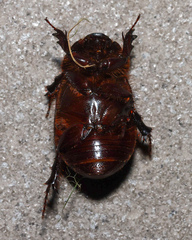 Heteronychus arator