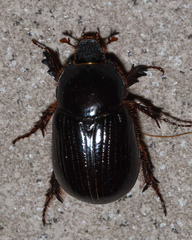 Heteronychus arator