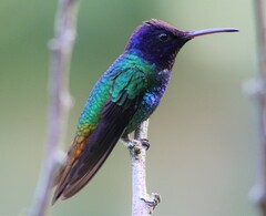 Chrysuronia oenone