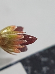 Juncus brachycephalus