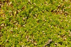 Scleranthus biflorus