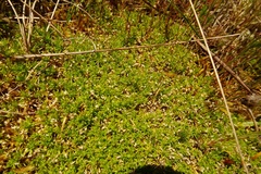 Scleranthus biflorus