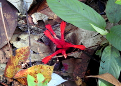 Etlingera