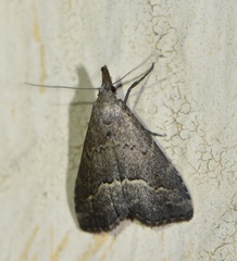 Schrankia taenialis