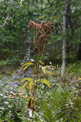 Filipendula palmata