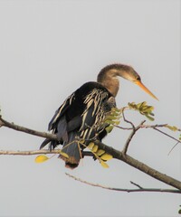 Anhinga anhinga