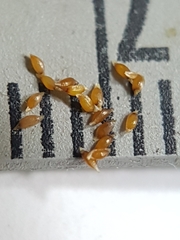 Juncus brachycephalus