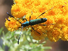 Hypocrites scabriusculus