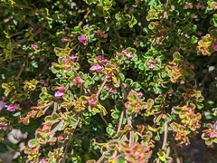 Boronia algida