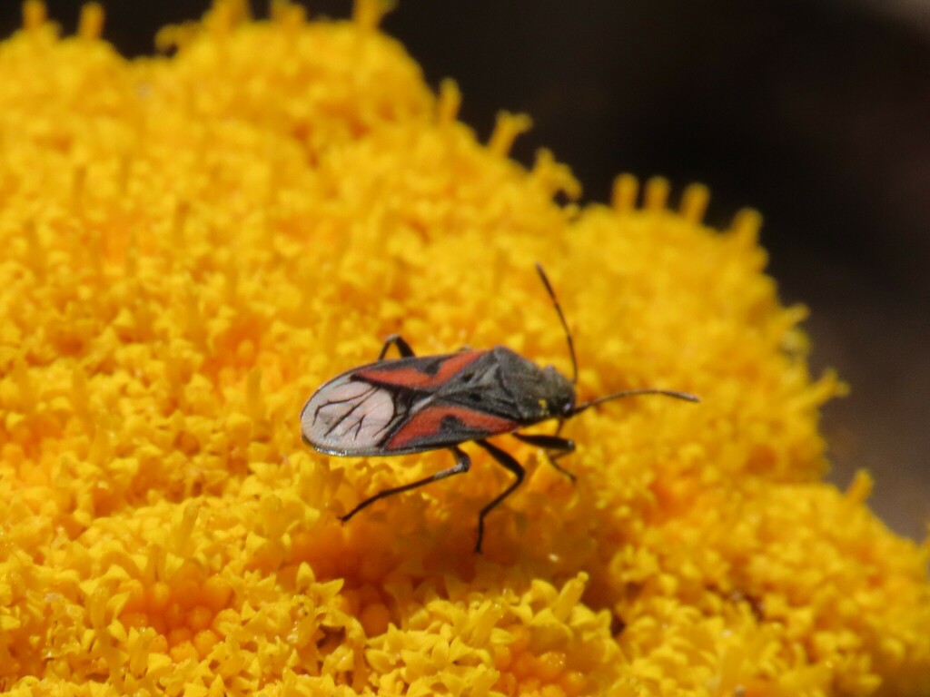 Melanostethus melanurus