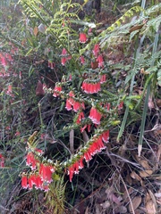 Epacris longiflora