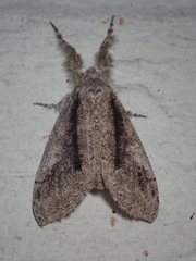 Dasychira obliquata