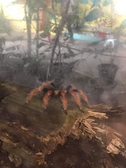 Brachypelma boehmei