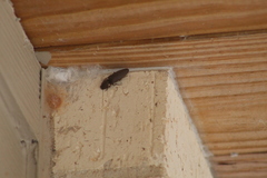 Deilelater physoderus