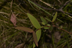 Eucalyptus radiata