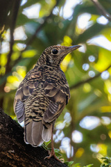 Zoothera aurea