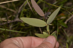 Eucalyptus radiata
