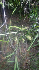 Flagellaria indica