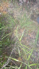 Flagellaria indica