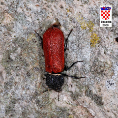 Bostrichus capucinus