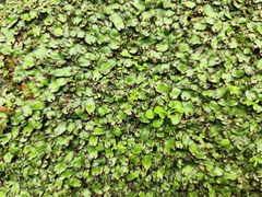 Marchantia emarginata