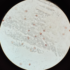 Tapinella panuoides