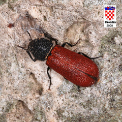 Bostrichus capucinus