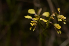 Diuris abbreviata