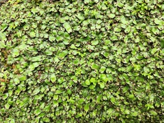 Marchantia emarginata